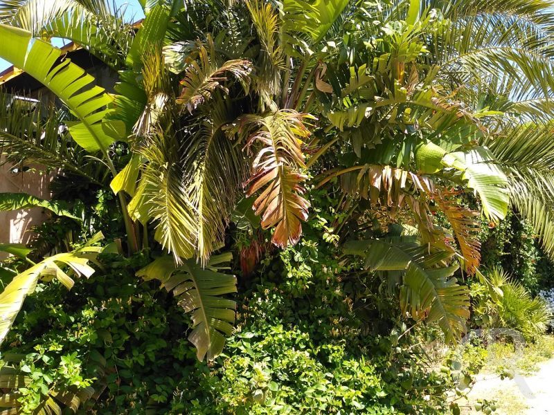 palmen.jpg